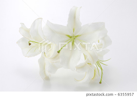 Flower Casablanca Yuri Flower White White Image Flower image 6355957