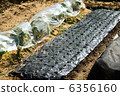 Field 6356160