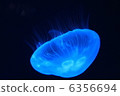 Jellyfish 6356694