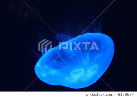 海蜇 6356694
