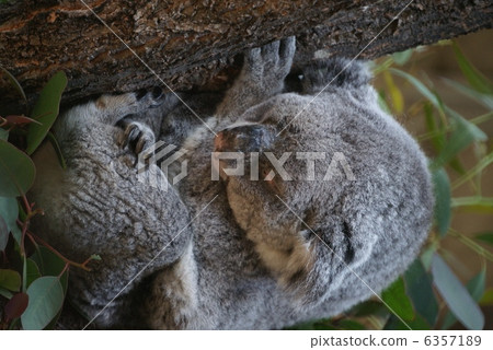 Sleeping koala 6357189