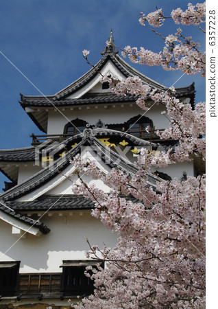 Hikone castle and cherry blossoms Hikone castle and cherry blossoms 6357228