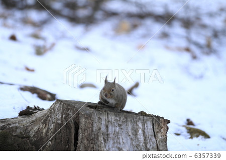 Japanese monkeys Japanese monkeys 6357339