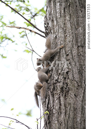 Japanese monkeys 6357353