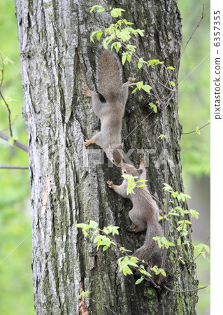 日本猴子 6357355