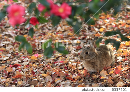 一隻兔子 6357501