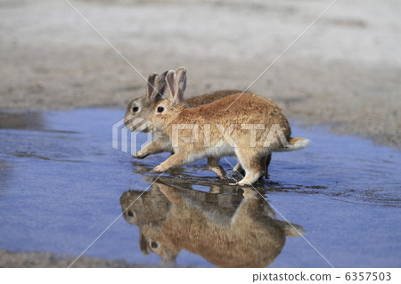 Rabbit Rabbit 6357503