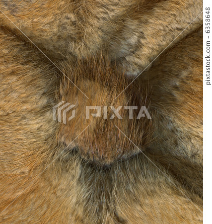Fur texture. Muskrat. 6358648