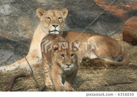 Lion mother and child Lion mother and child 6358830
