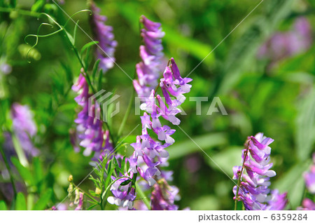 內由藤花 6359284