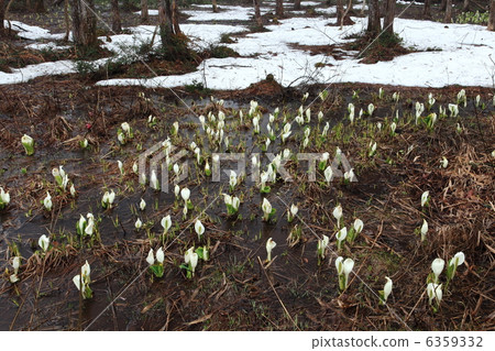 Ogurakura自然公園水basho 6359332