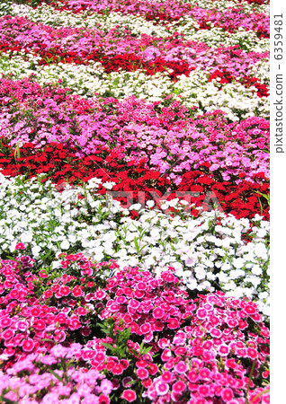 Nadesico的花園 Nadesico的花園 6359481