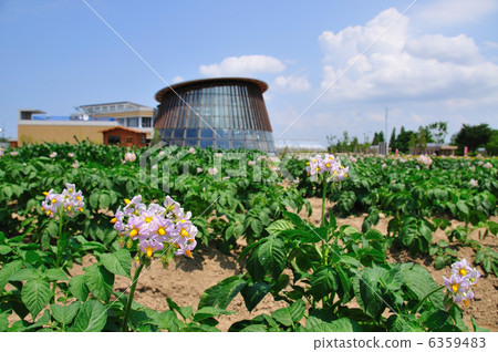 Potato Flower Blooming Niigata City Food Education and Flower Education Center 6359483