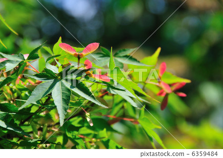Maple seeds 6359484