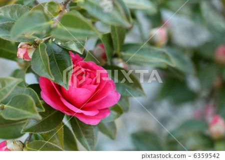 冷山茶花 6359542