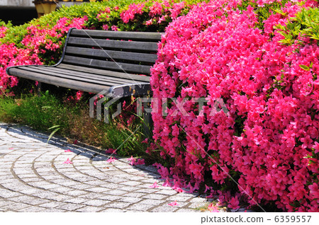 Azalea and bench Azalea and bench 6359557