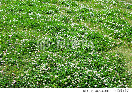 Clover's meadow Clover's meadow 6359562