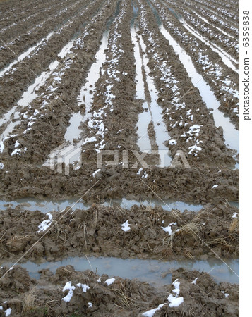 冬季稻田 冬季稻田 6359838