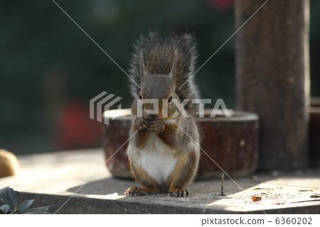 松鼠 6360202