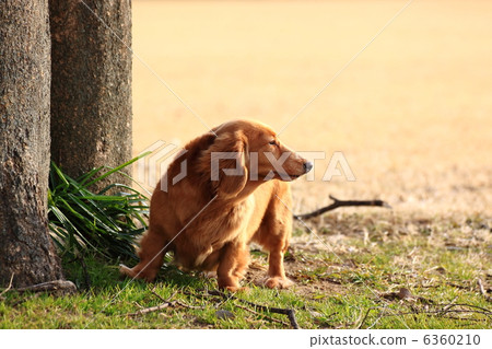 迷你臘腸犬 6360210