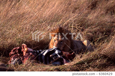 Male lion eating a zebra Male lion eating a zebra 6360429
