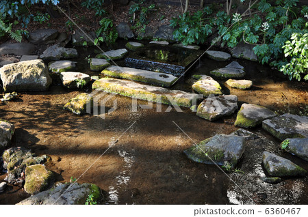 井之頭公園泉水入口 6360467