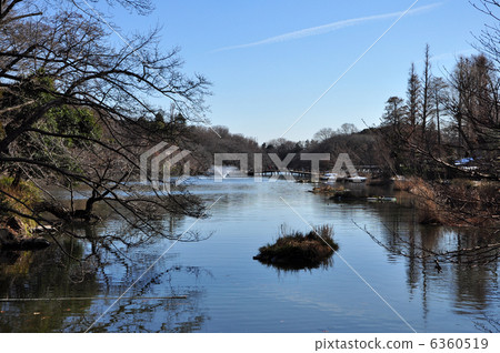 冬天井之頭公園 6360519