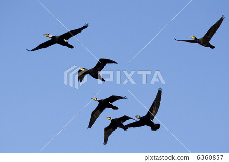 Cormorant 6360857
