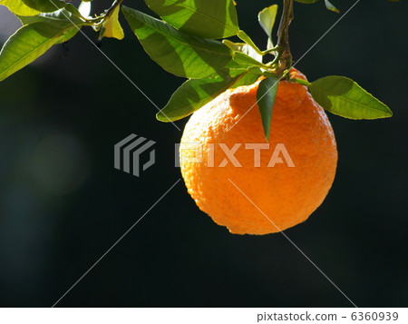 Shiranui:Deco Pon(樹冠) Shiranui:Deco Pon(樹冠) 6360939