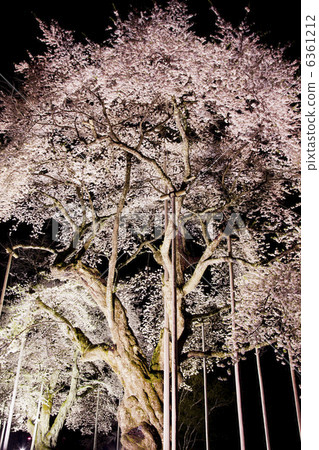 [岐阜縣] Shogawa櫻花照明 6361212