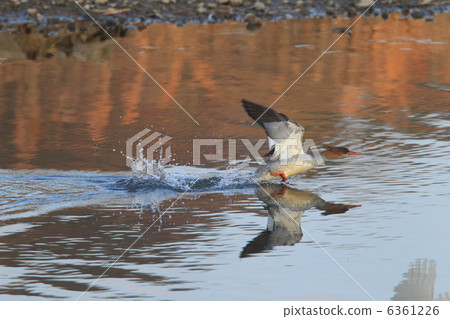 中華秋沙鴨 6361226