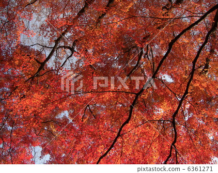 天空的秋葉 6361271