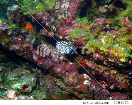 Cutlet Cutlet 6361671