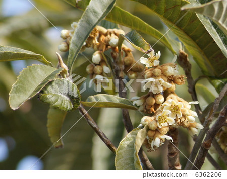 Flower of loquat Flower of loquat 6362206