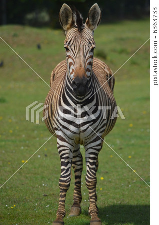 斑馬 6363733