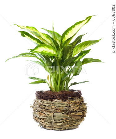 Window plant "Dieffenbachia picta" 6363802