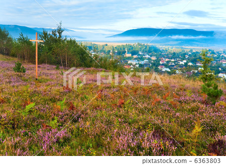 Summer heather flower hill and misty morning country view behind 6363803