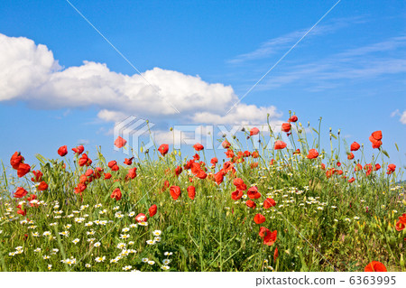 Beautiful summer field. Beautiful summer field. 6363995