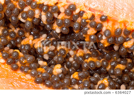 Seed Fresh Papaya Seed Fresh Papaya 6364027