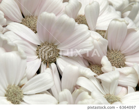 Cineraria 6364097