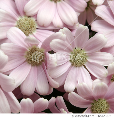 Cineraria 6364098