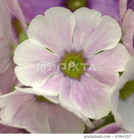 報春花·Obconica 6364107