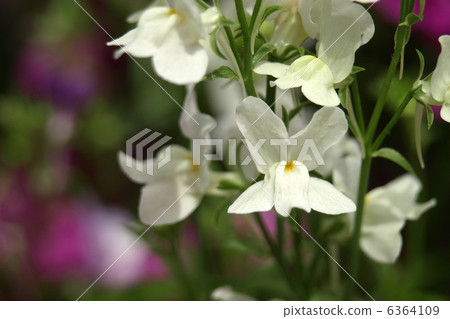 Linaria 6364109
