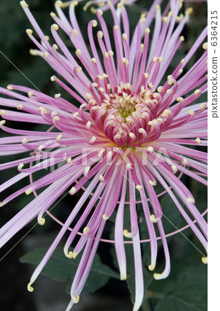 Tabulous管道對象 6364215