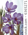 Saffron flower 6365271
