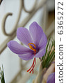 Saffron flower 6365272