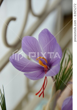 Saffron flower Saffron flower 6365272