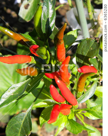 成熟的辣椒 6365280