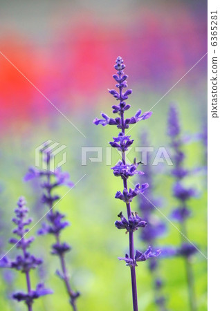 藍色salvia（Salvia Farinasa）花床 6365281