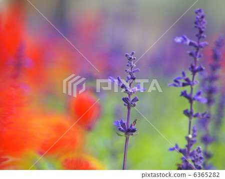 藍色salvia（Salvia Farinasa）花床 6365282